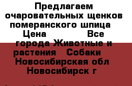 Предлагаем очаровательных щенков померанского шпица › Цена ­ 15 000 - Все города Животные и растения » Собаки   . Новосибирская обл.,Новосибирск г.